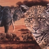 Safari