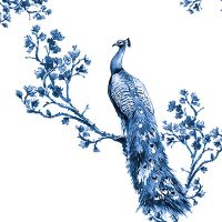 Royal peacock
